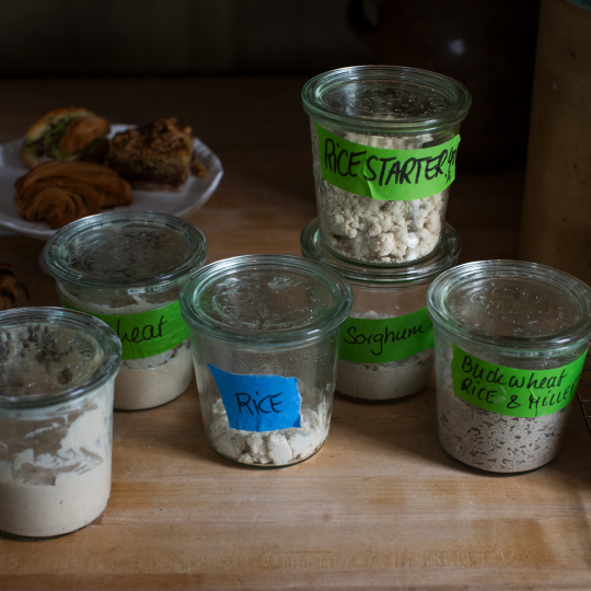 starter cultures